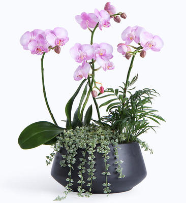 蝴蝶蘭葉子裂開原因解析與科學(xué)養(yǎng)護(hù)指南